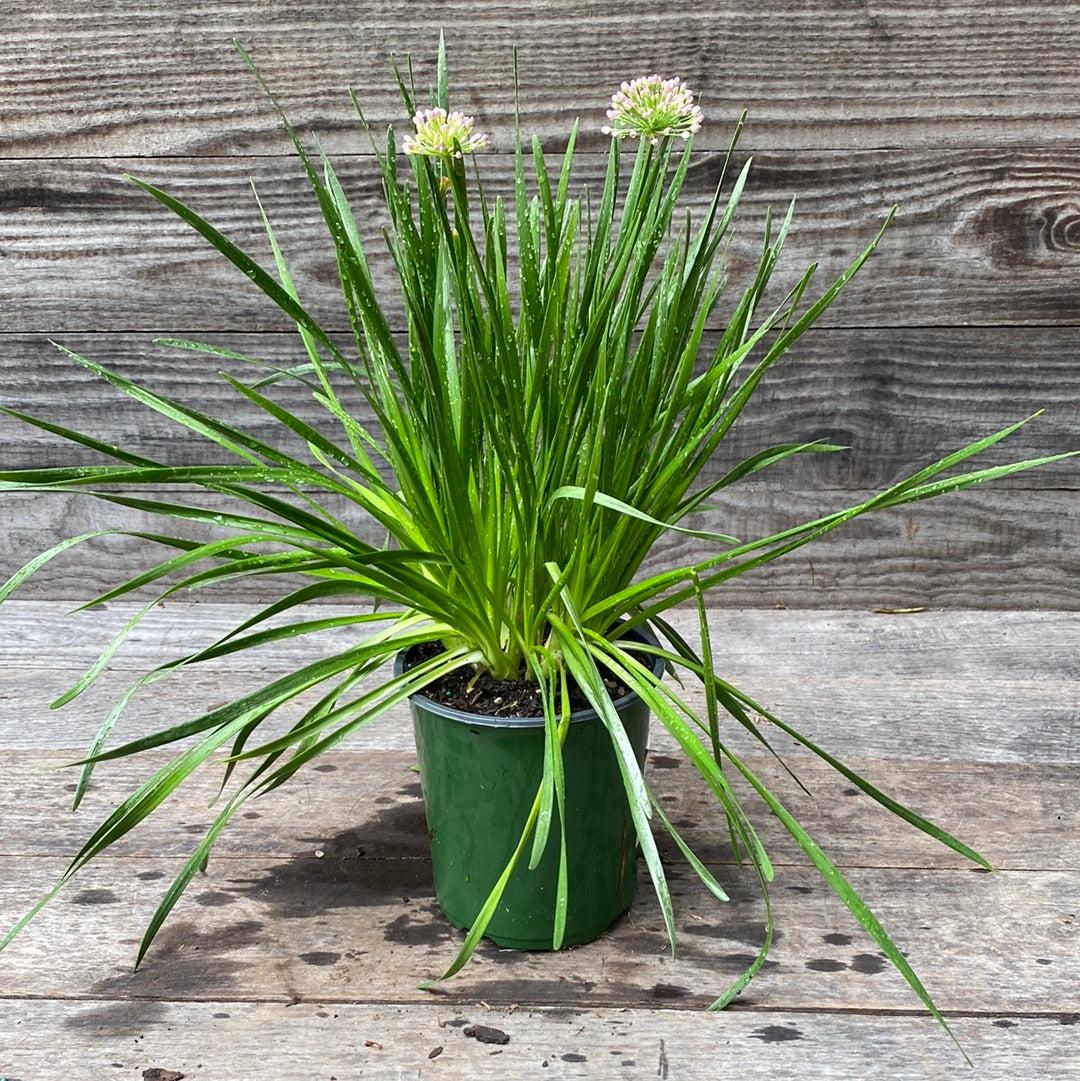 Allium Millenium Ornamental Potted Onion