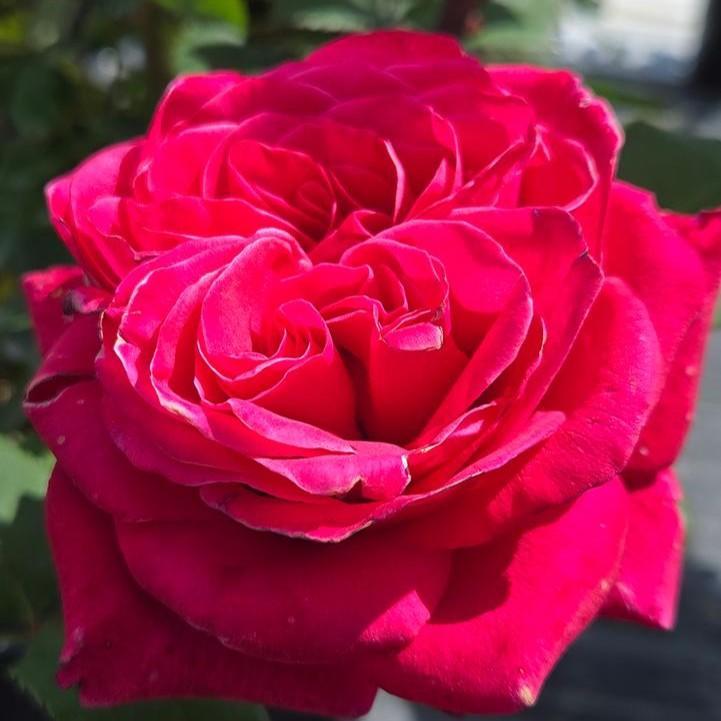 Fragrant Showpiece™ Lipstick Potted Rose Bush