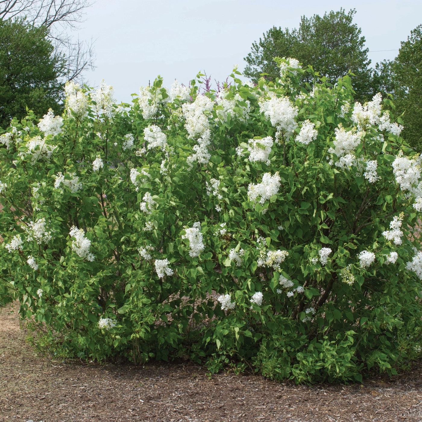 Lilac New Age™ White Potted Lilac Plant