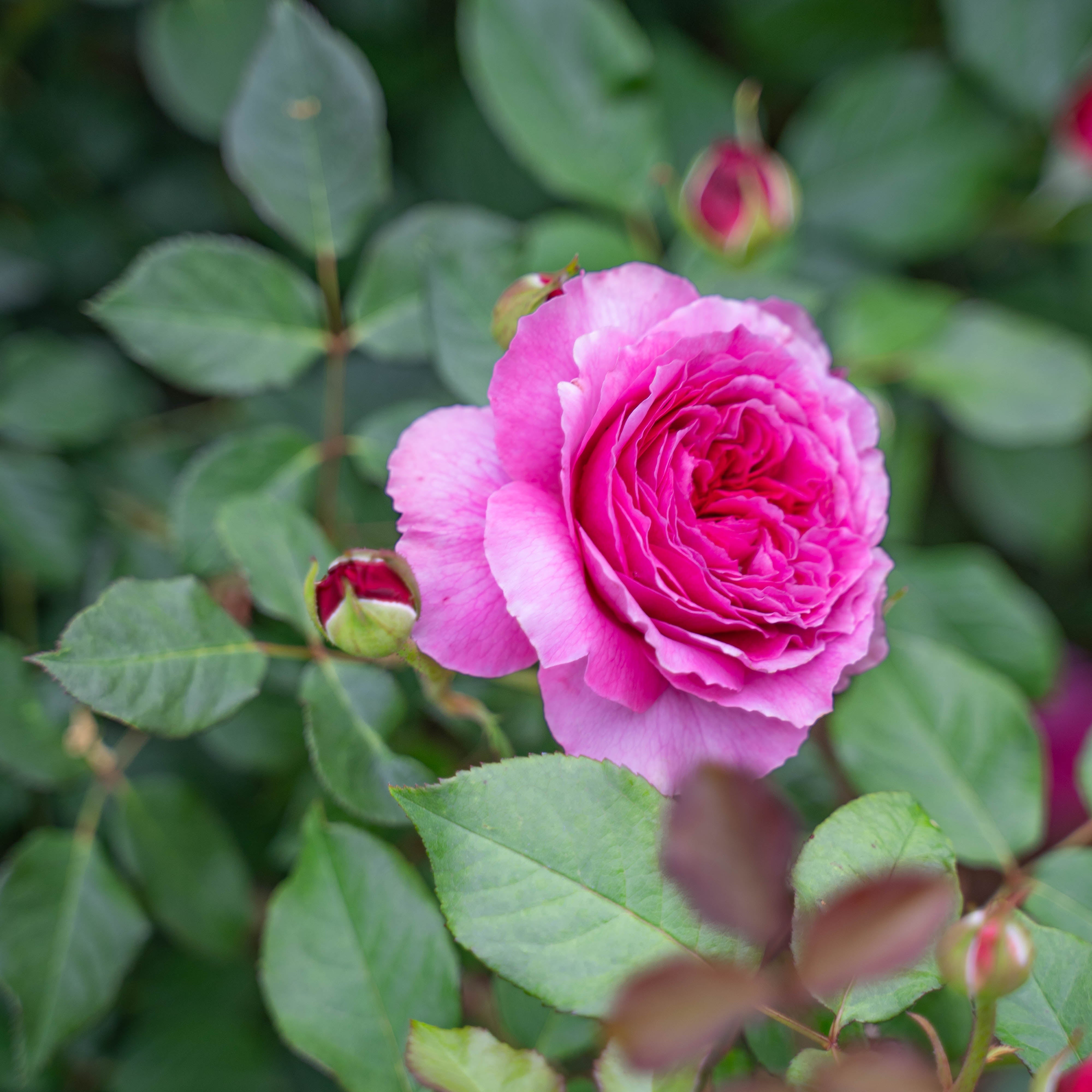 David Austin® Gabriel Oak® Potted Rose Bush