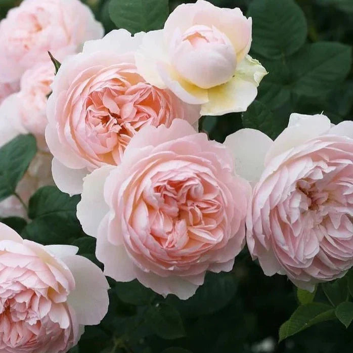 Gentle Hermione Bare Root Rose Bush