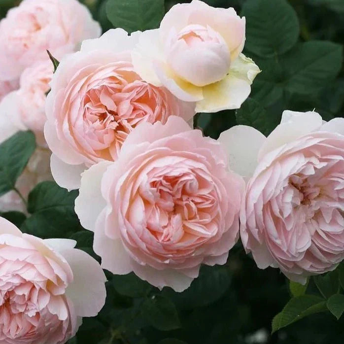 David Austin® Gentle Hermione® Potted Rose Bush