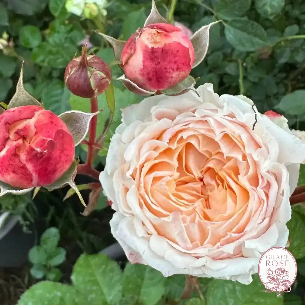 Georgia Peach™ Potted Rose Bush