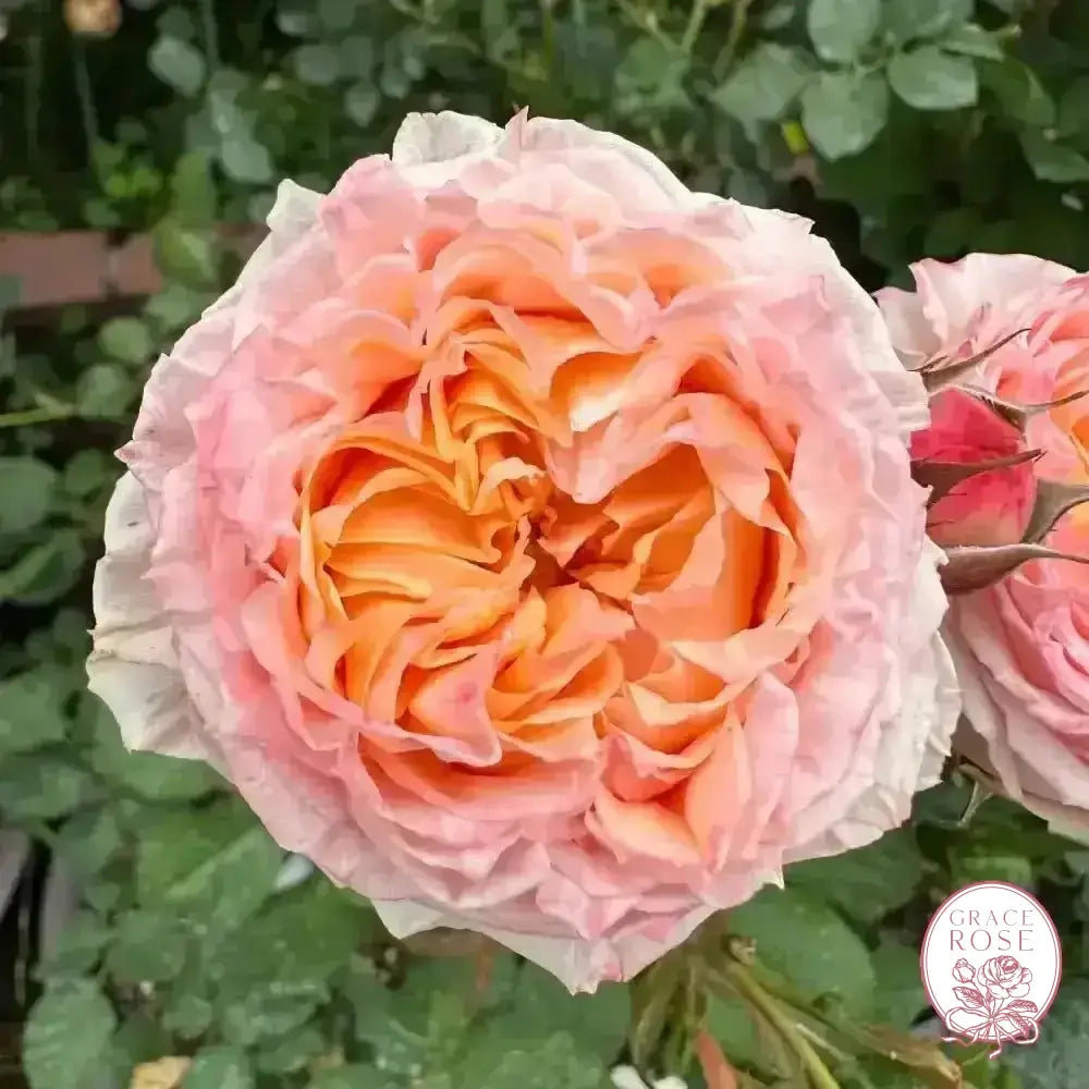 Georgia Peach™ Potted Rose Bush