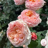 Georgia Peach™ Potted Rose Bush