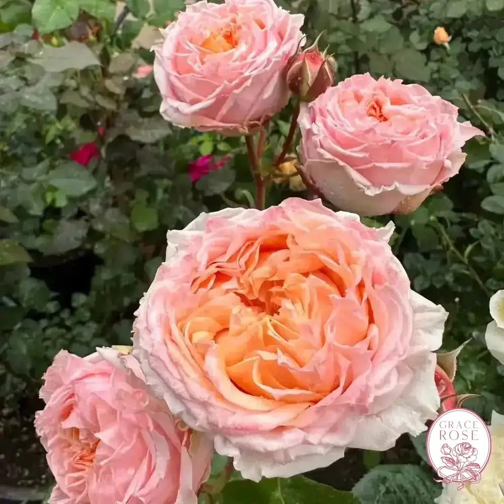 Georgia Peach™ Potted Rose Bush