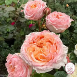 Georgia Peach™ Potted Rose Bush