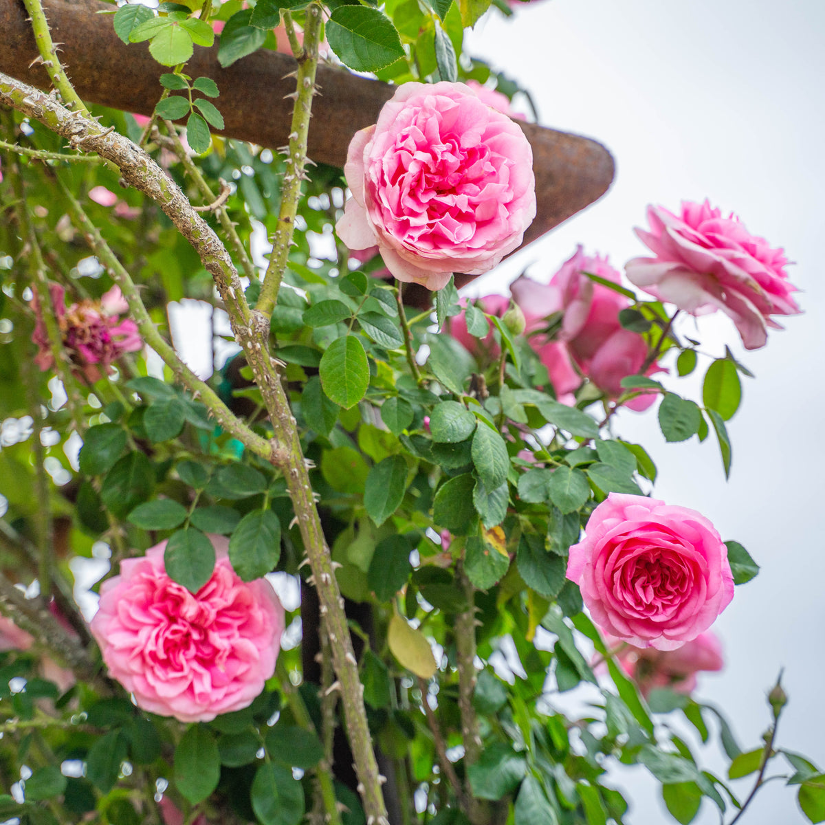 Gertrude Jekyll Bare Root Rose Bush