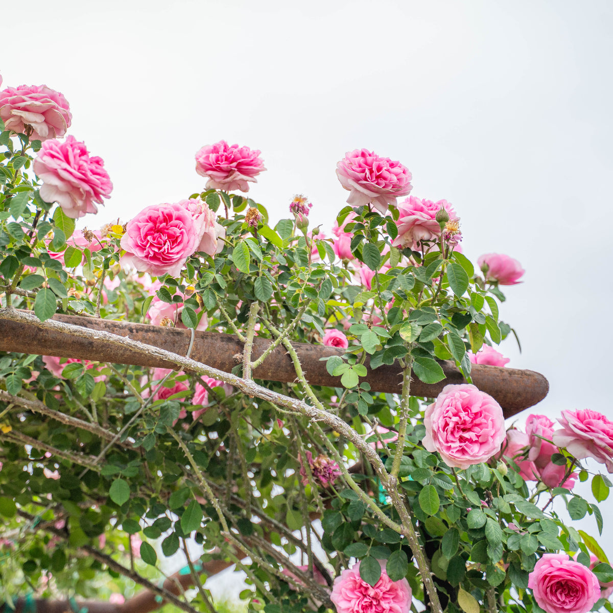 Gertrude Jekyll Bare Root Rose Bush