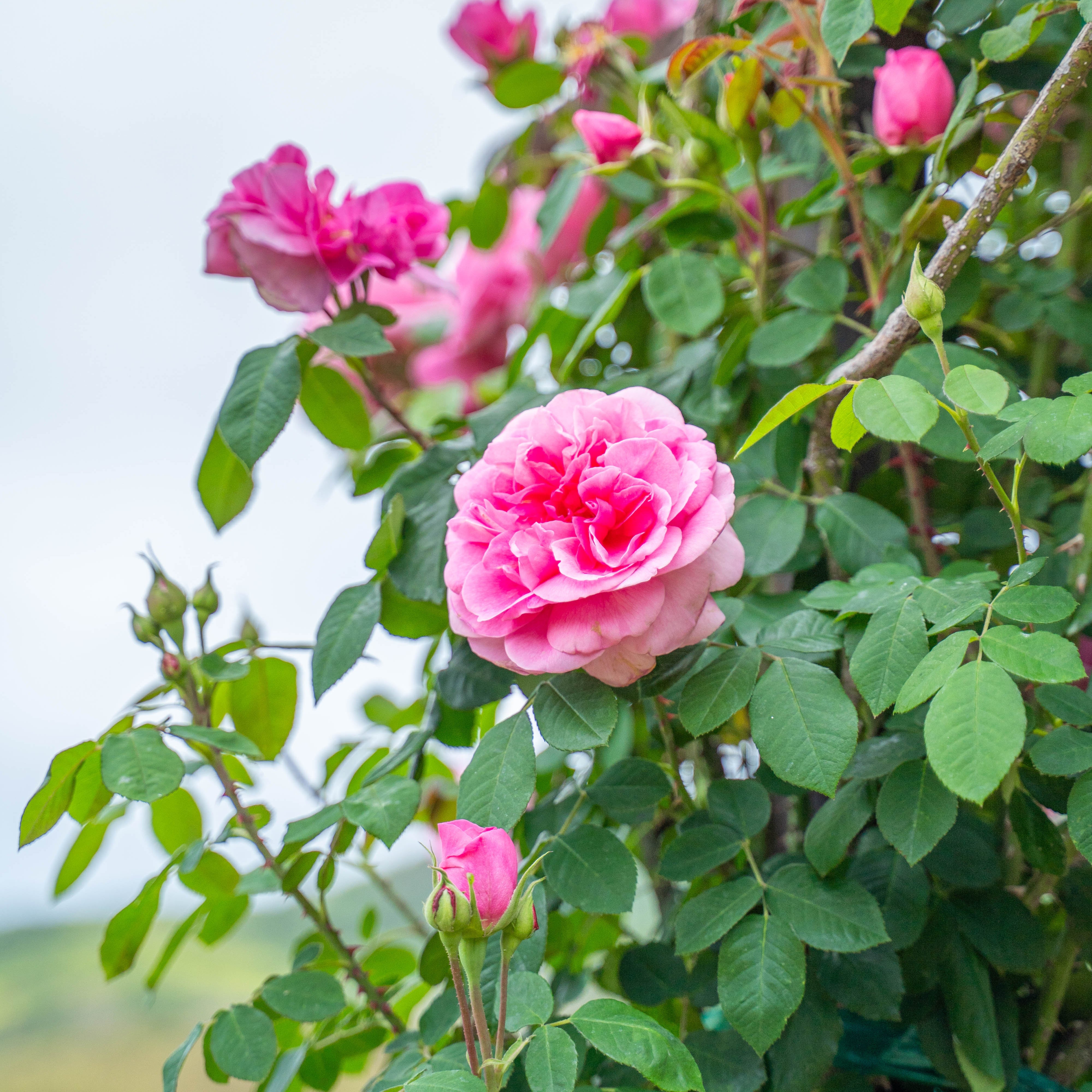 David Austin® Gertrude Jekyll® Potted Climbing Rose