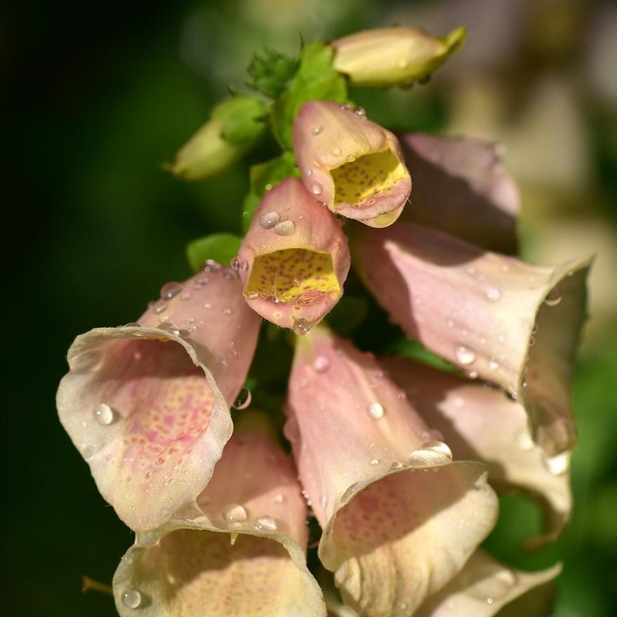 Foxglove Dalmatian Peach Potted Foxglove Plant