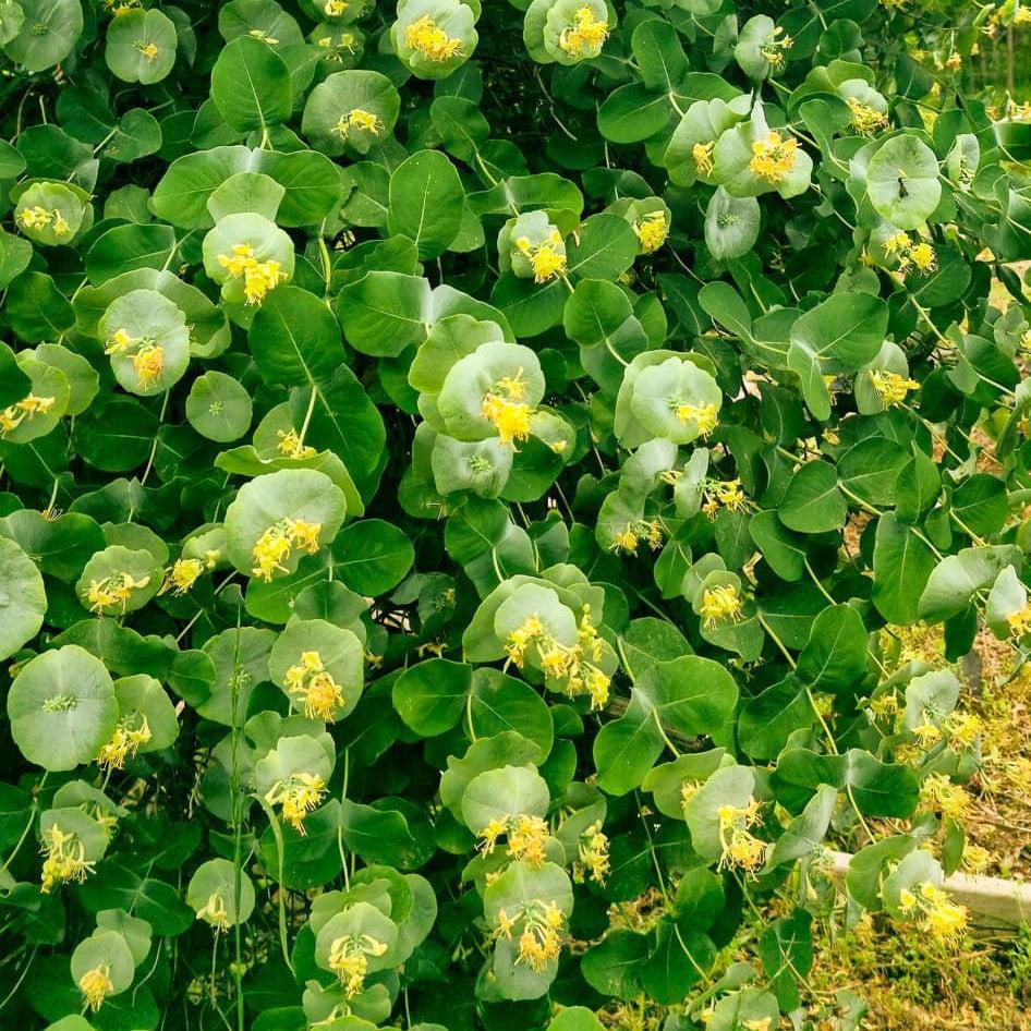 Honeysuckle Kintzley's Ghost® Potted Honeysuckle Plant