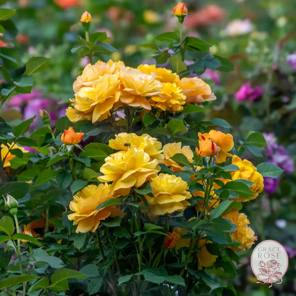 rose gold potted plant Good as Gold Potted Rose Bush | Golden Yellow Rose Bush