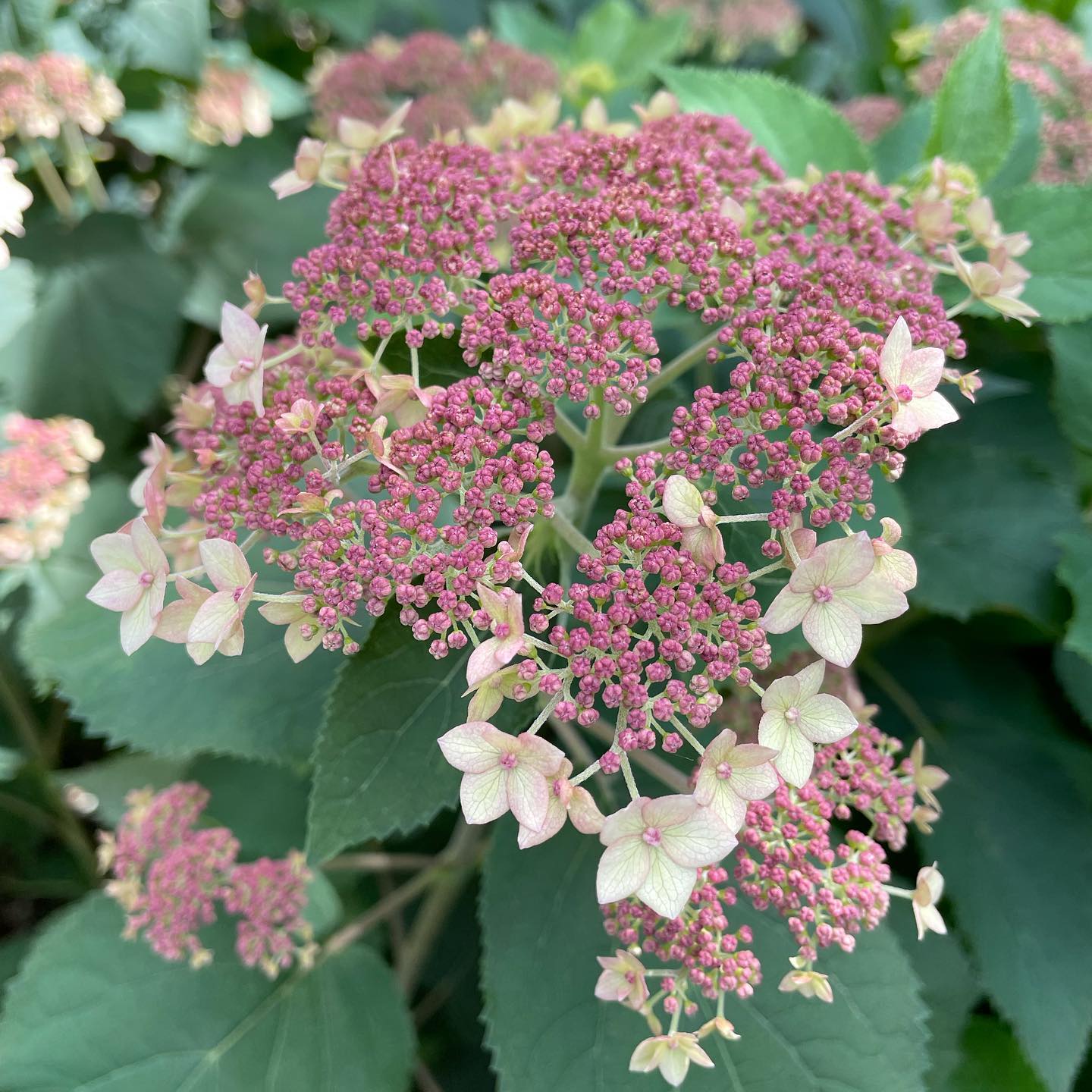 hydrangea pink plant Hydrangea Pinky Pollen Ring™ Potted Hydrangea Plant