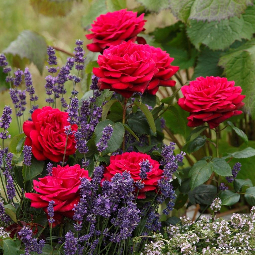 Parfuma® Dark Desire™ Bare Root Rose Bush