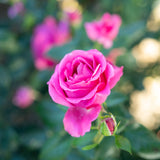 Grande Dame™ Bare Root Tree Rose