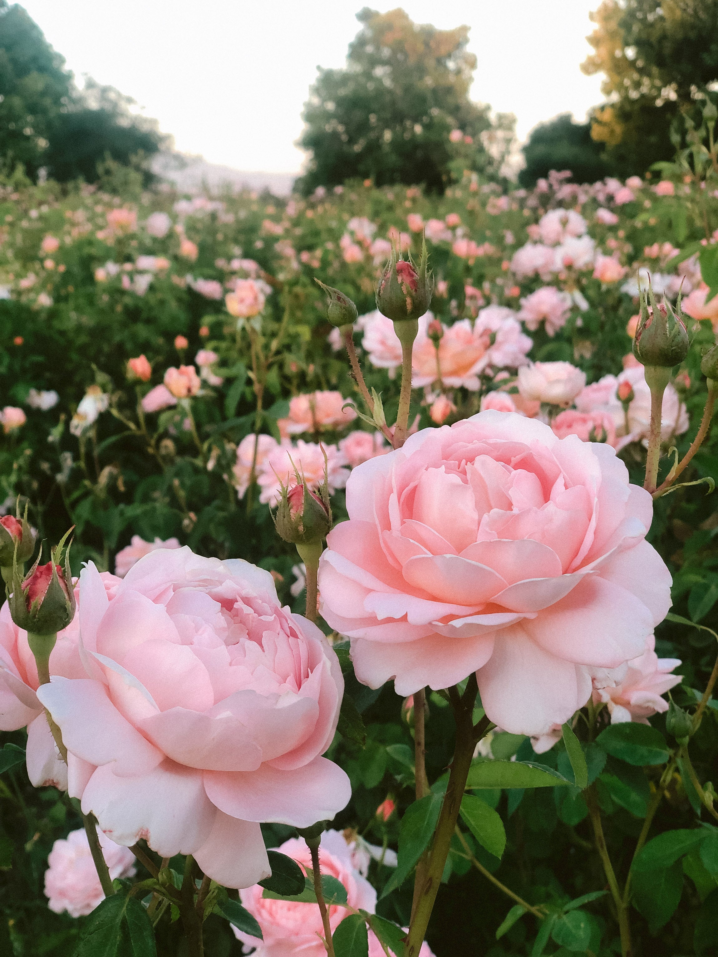 David Austin® Carding Mill® Potted Rose Bush