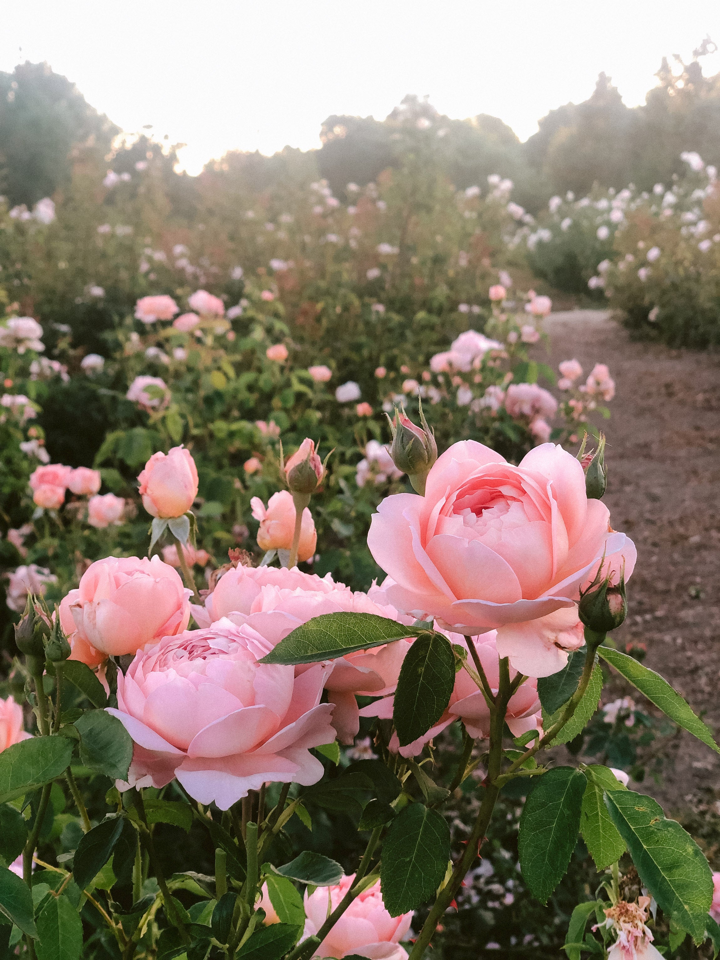 David Austin® Carding Mill® Potted Rose Bush