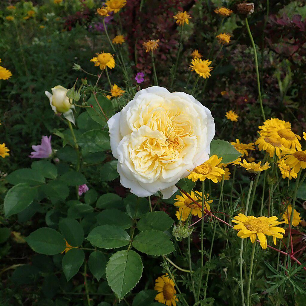 David Austin® The Pilgrim® Potted Rose Bush