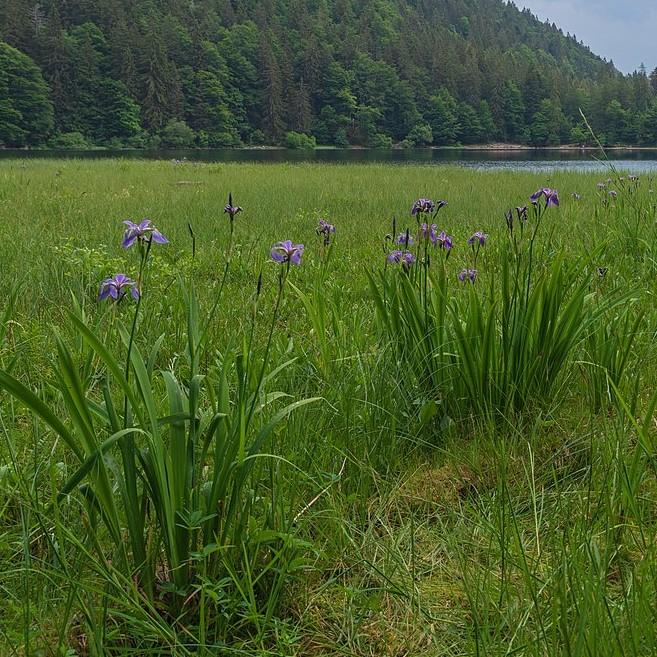 Iris versicolor Potted Blue Flag Iris Plant