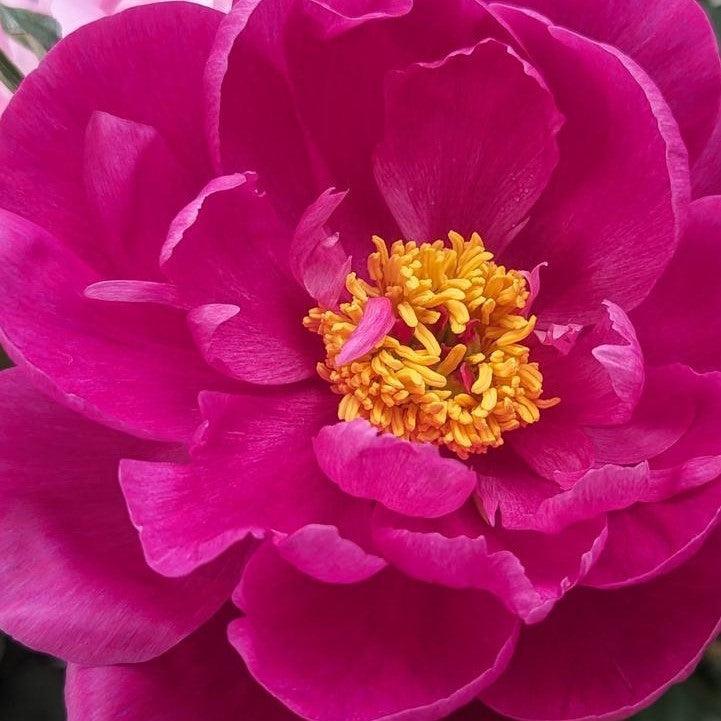 Peony Red Sarah Bernhardt Potted Peony Plant