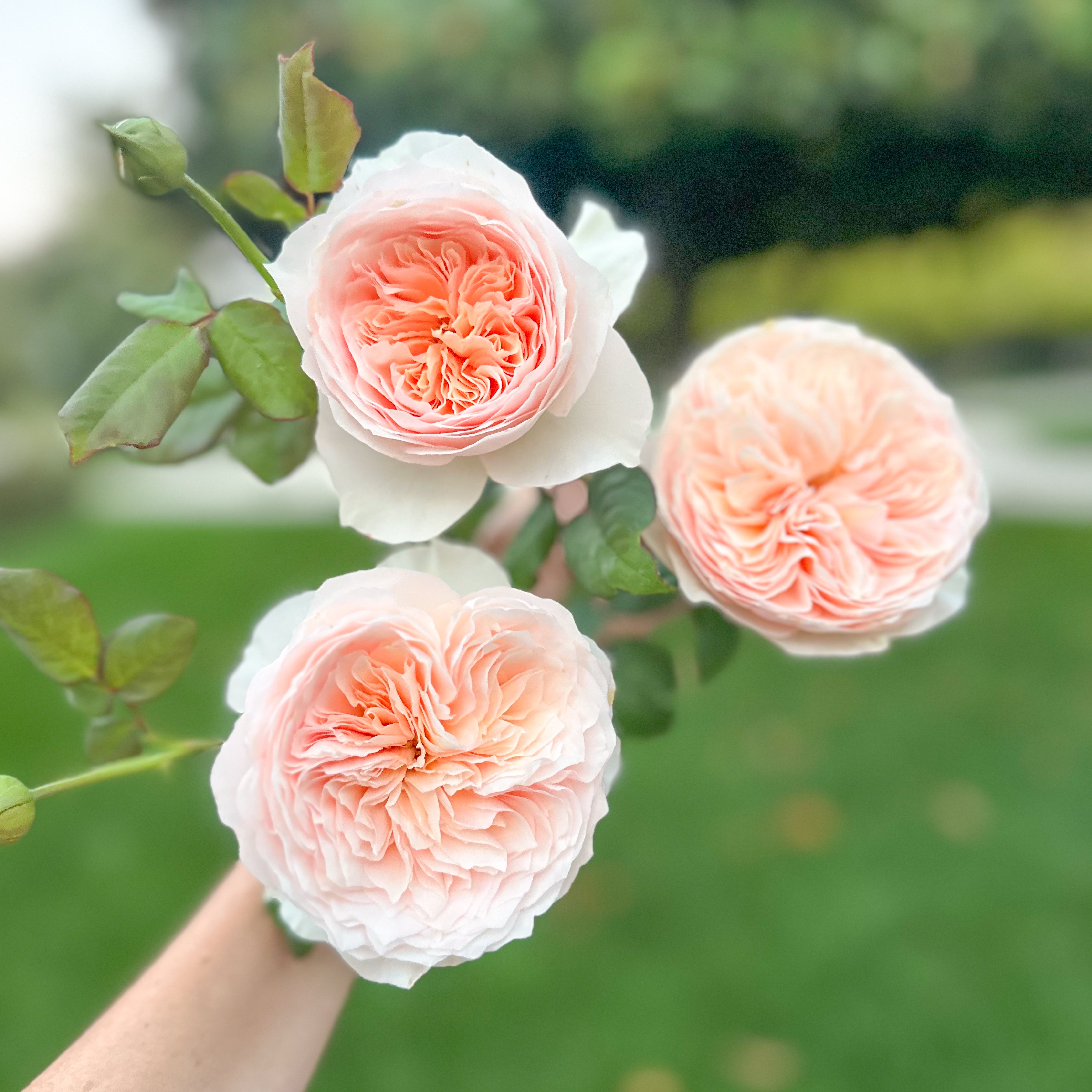 Han Xian Potted Rose Bush