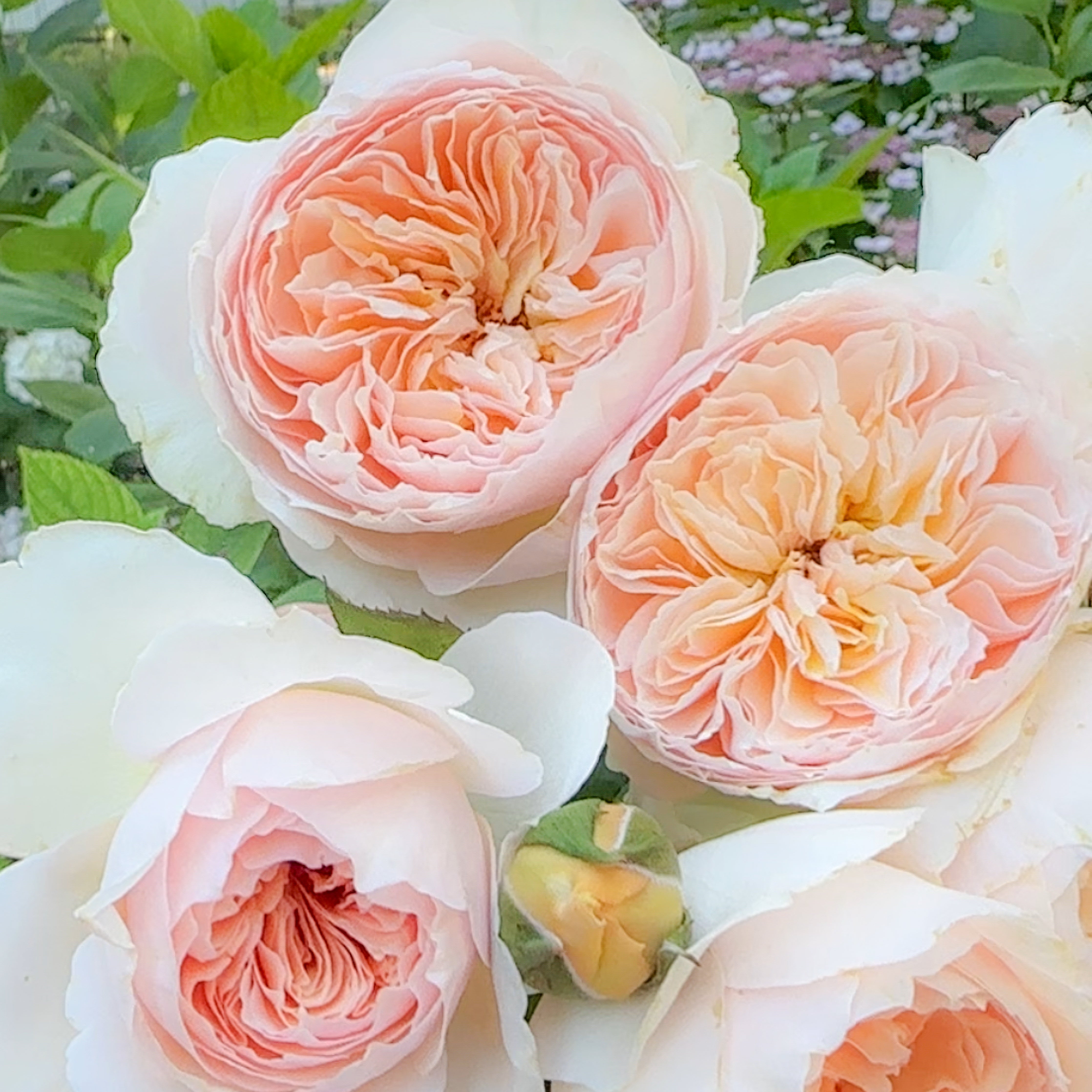 Han Xian Potted Rose Bush