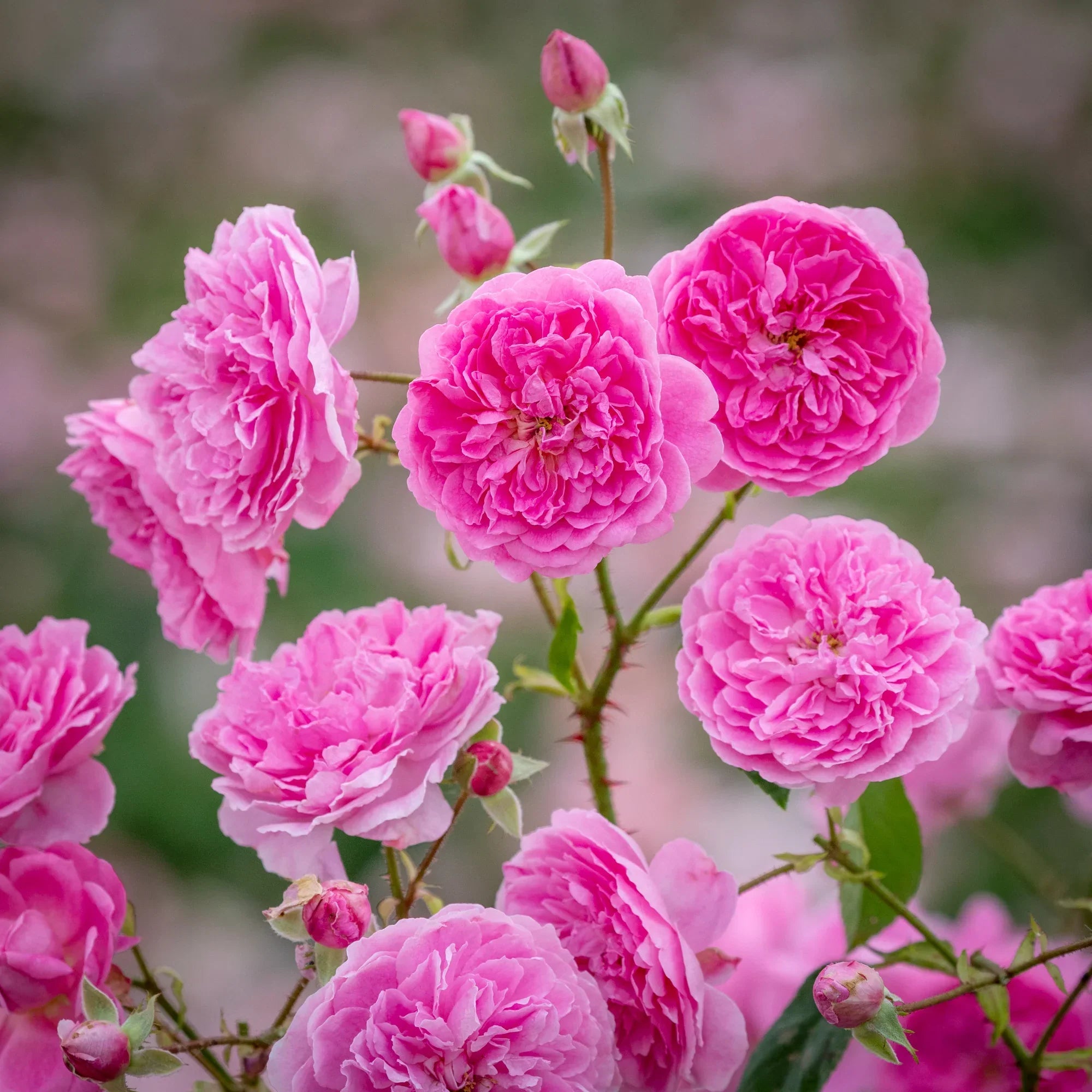 David Austin® Harlow Carr® Potted Rose Bush