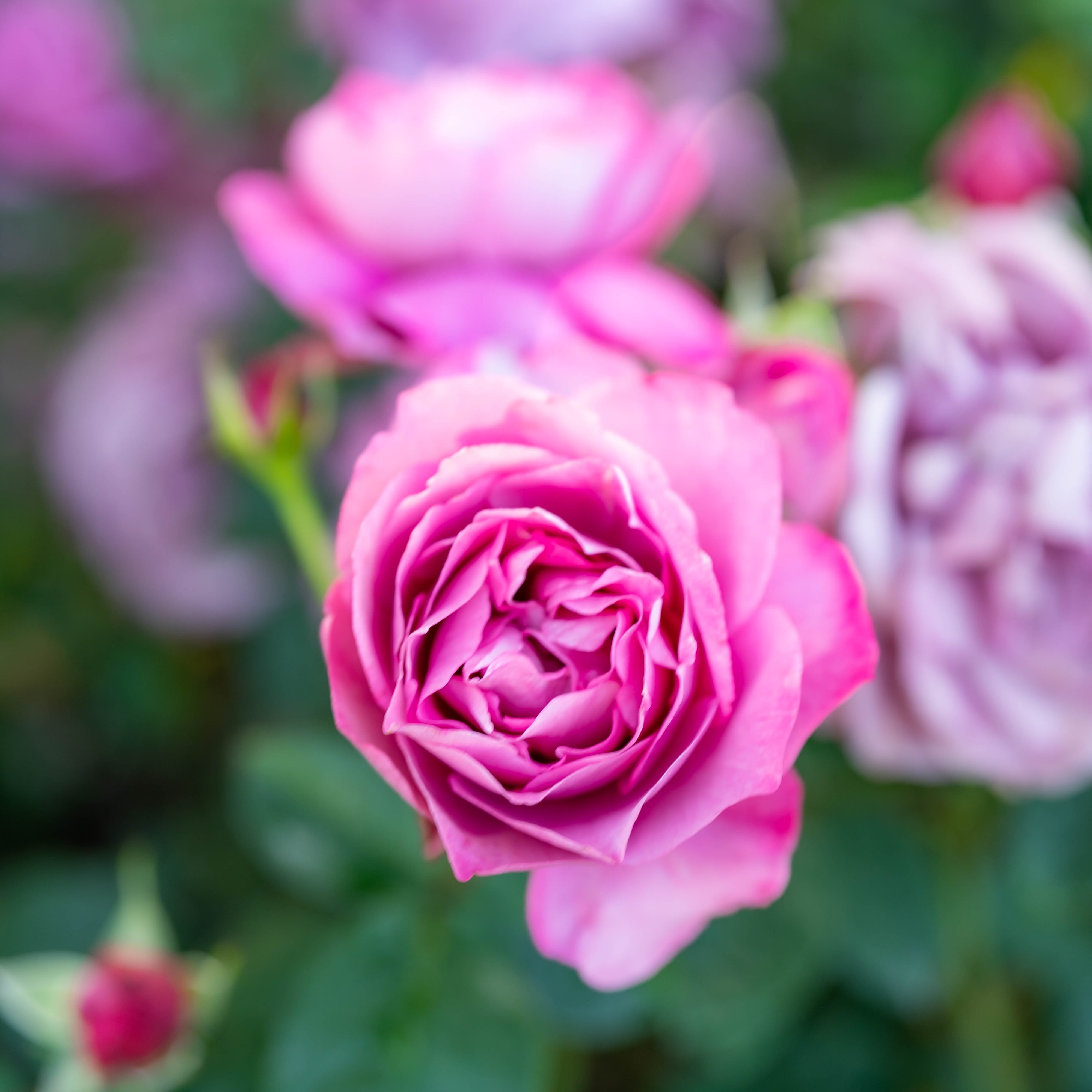 Heirloom Potted Rose Bush