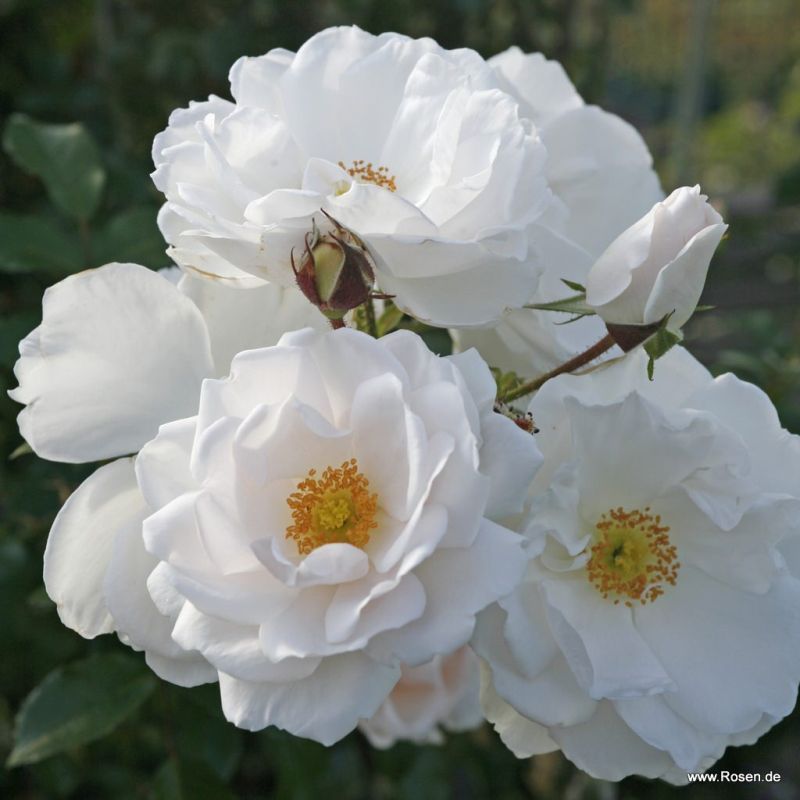 Hella® Bare Root Climbing Rose
