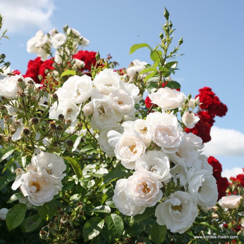 Hella® Bare Root Climbing Rose