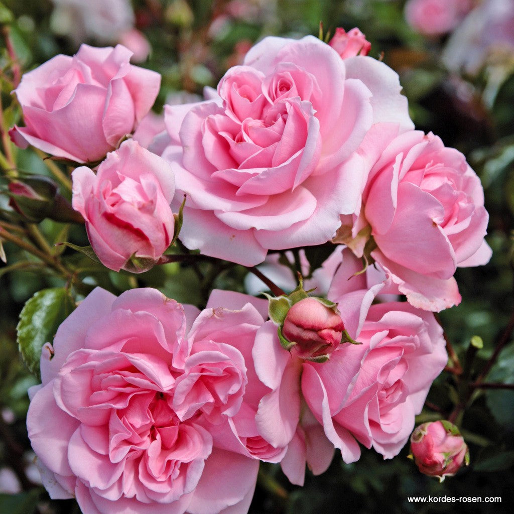 Home & Garden® Rose Bush
