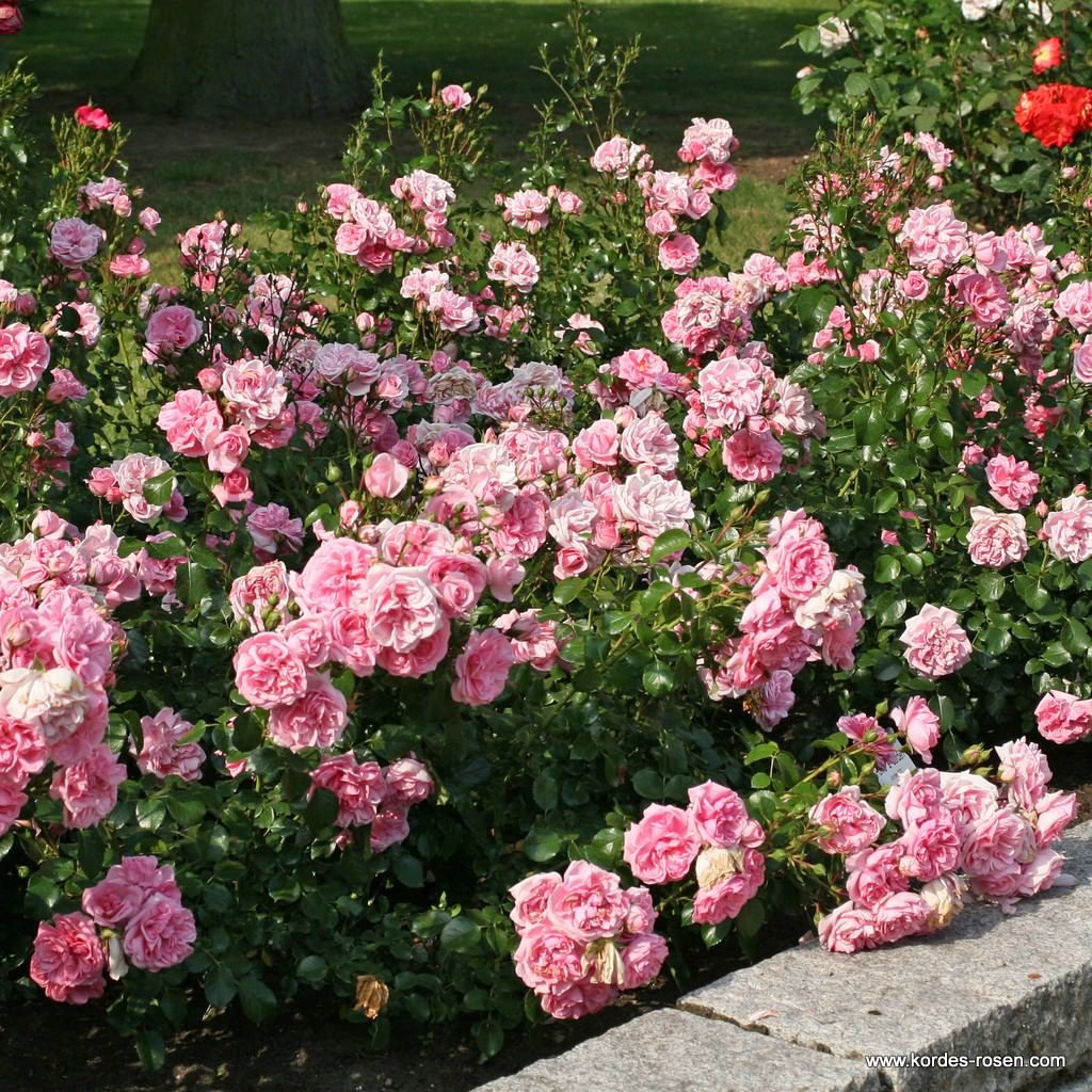 Home & Garden® Rose Bush