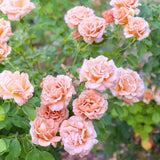 Honey Dijon™ Bare Root Rose Bush