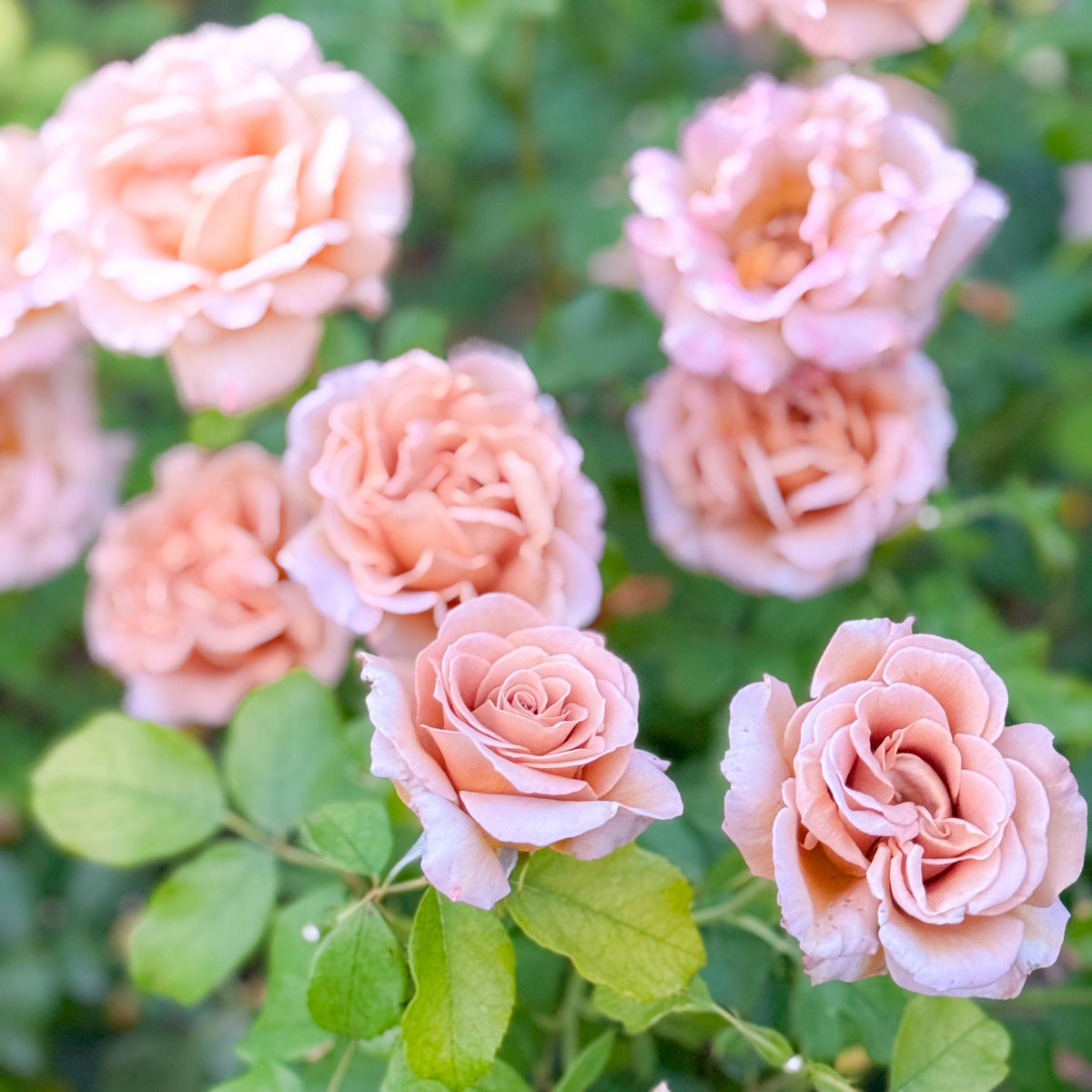 Honey Dijon™ Potted Rose Bush