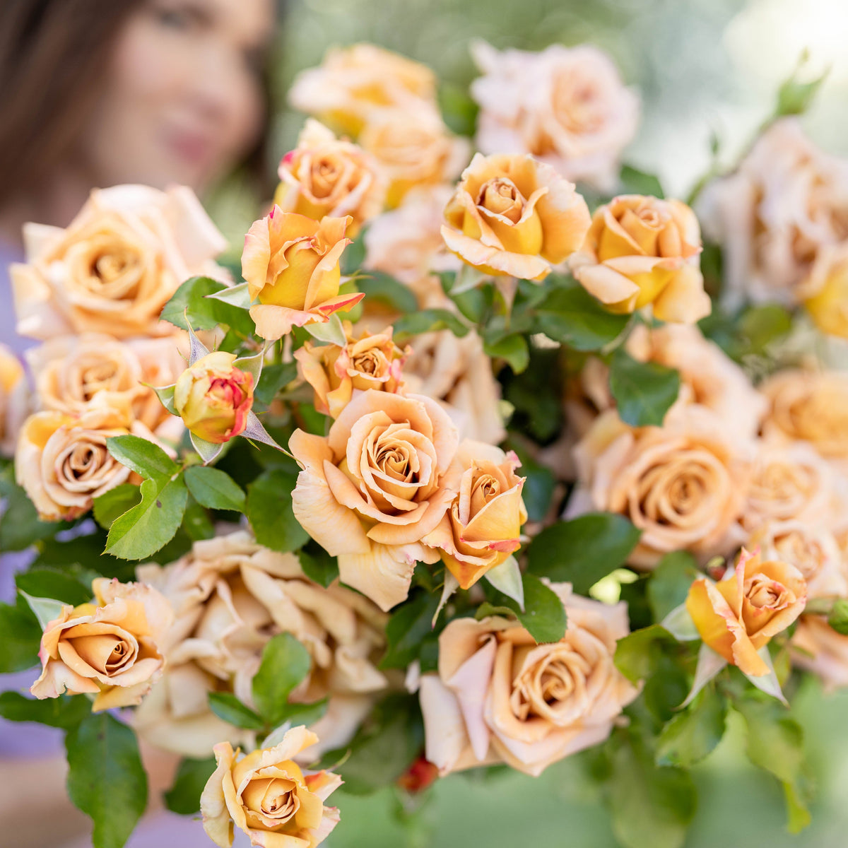 Honey Dijon™ Potted Rose Bush