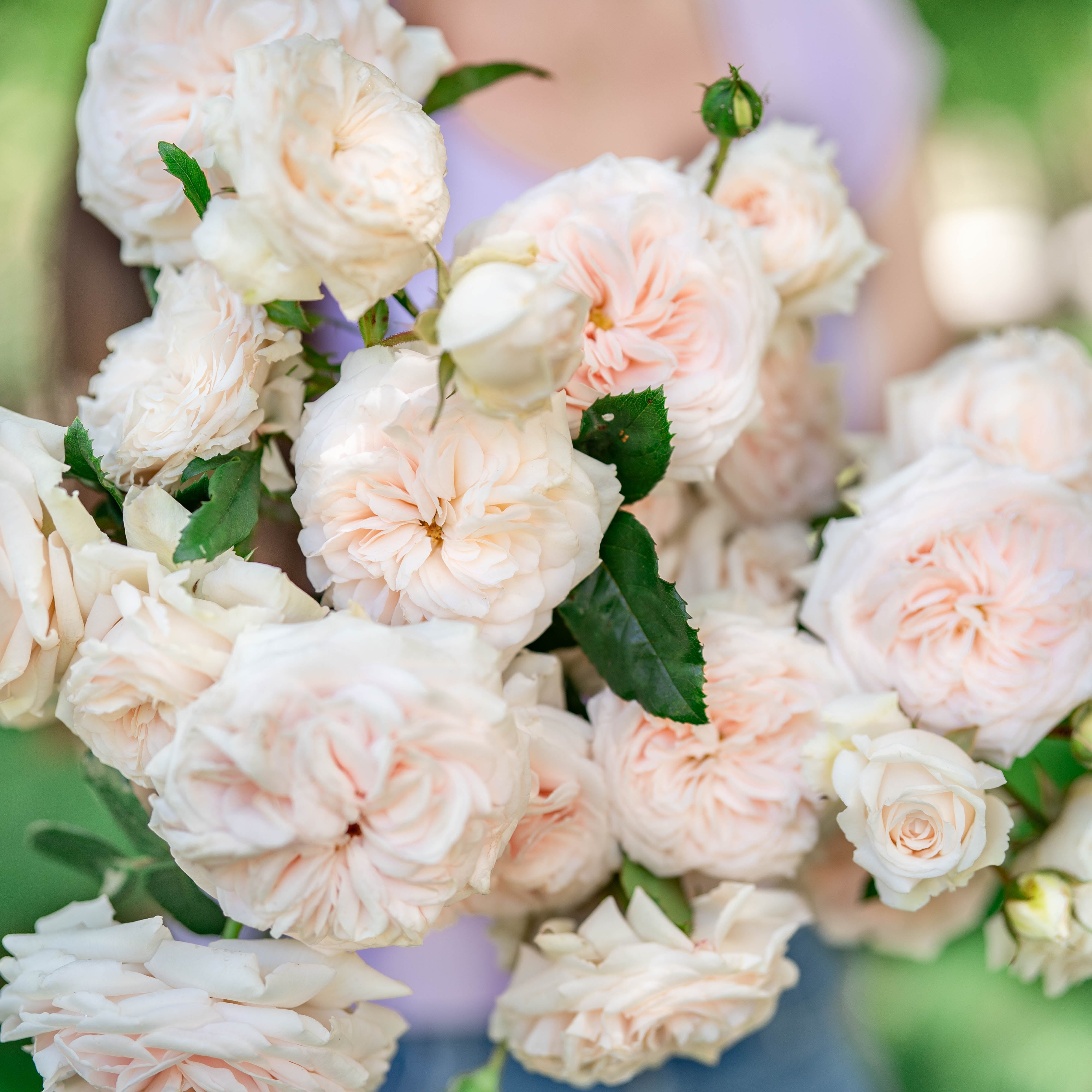 honeymoonarmload-