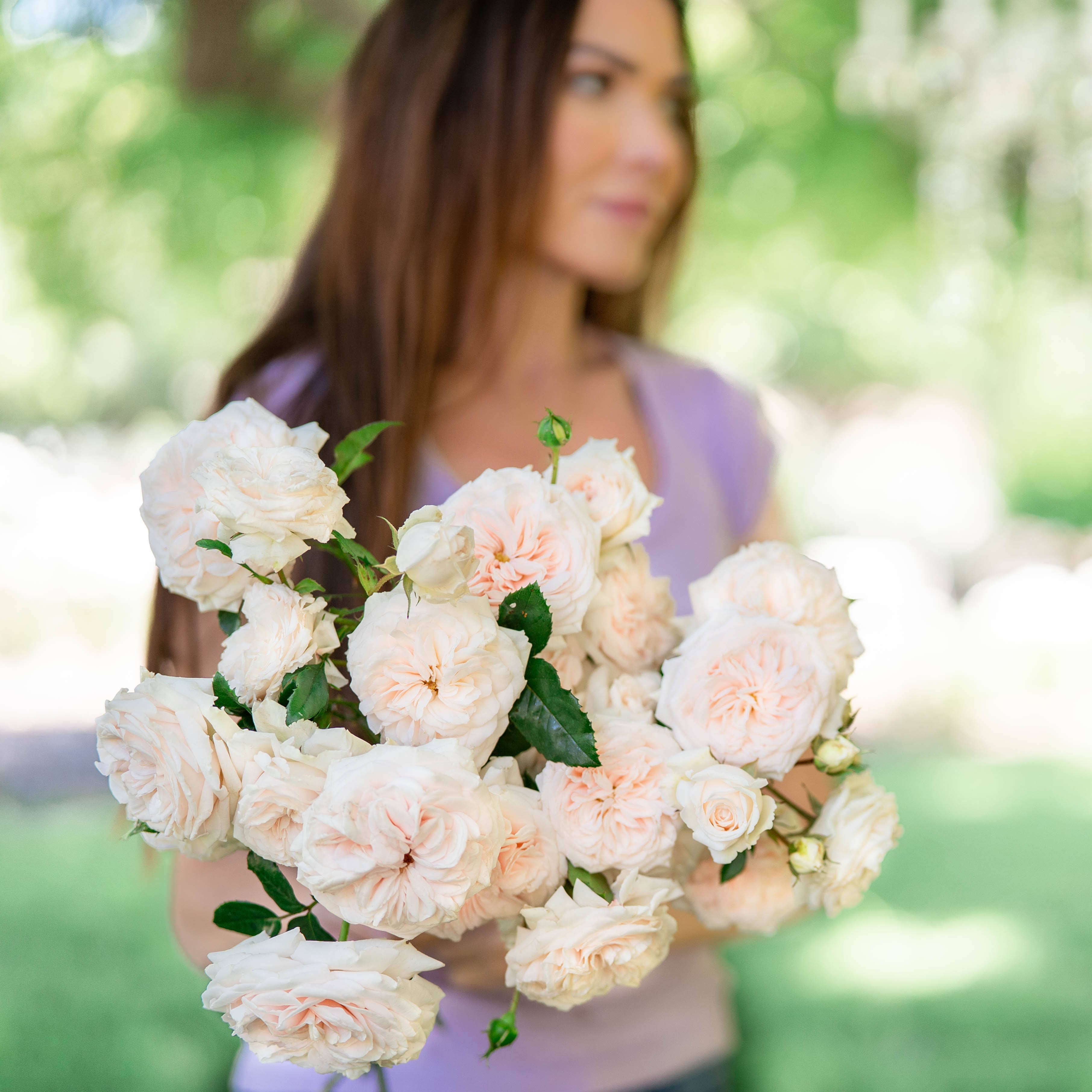 Arborose® Honeymoon Bare Root Climbing Rose