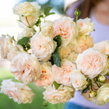 Arborose® Honeymoon Bare Root Climbing Rose