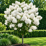 Hydrangea