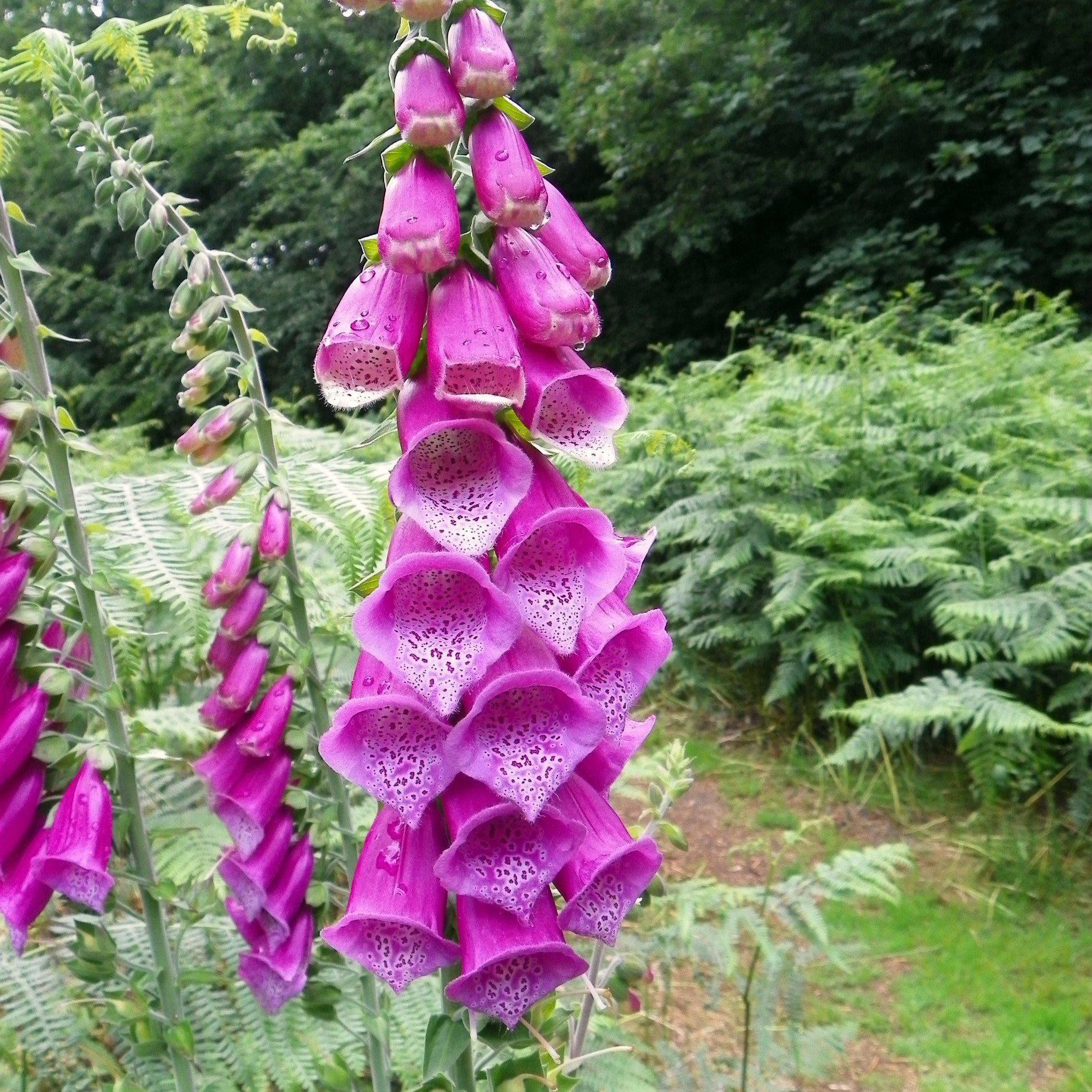 Foxglove Dalmatian Purple Potted Foxglove Plant