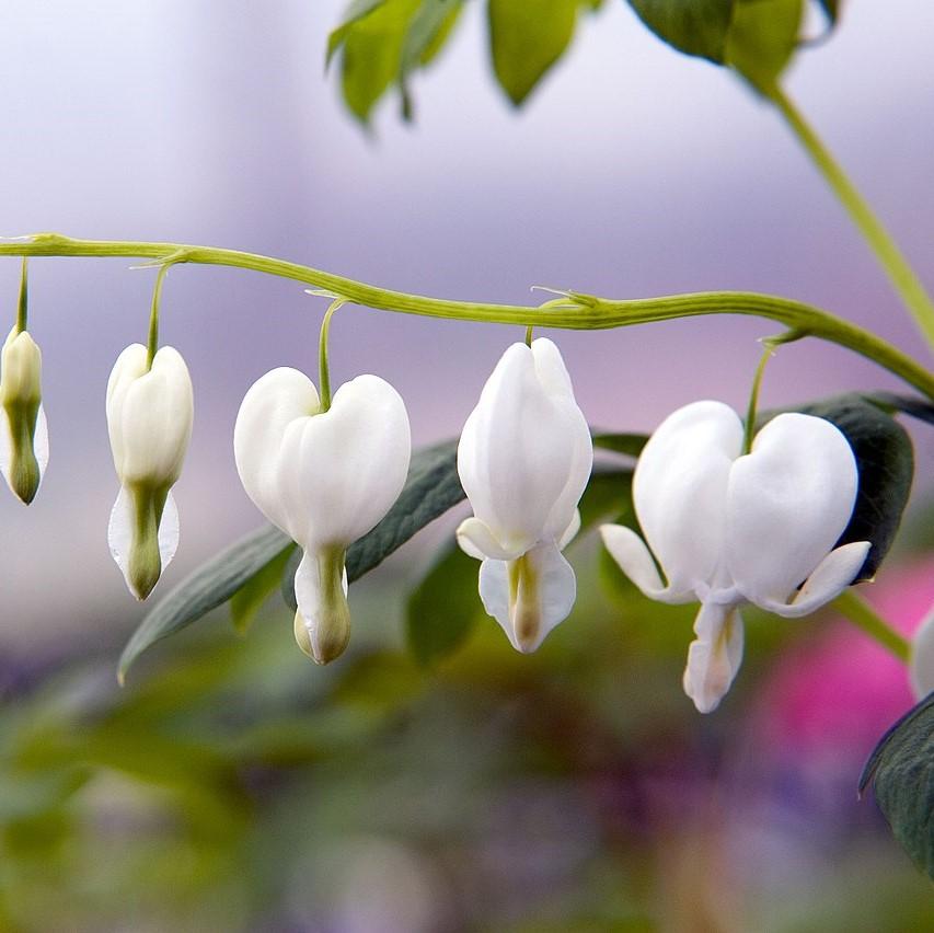 Old-Fashioned Bleeding Heart 'Alba' {1-Gallon pot}