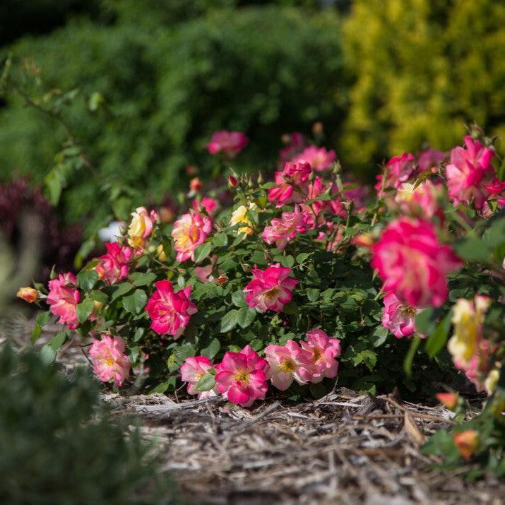 Rosa 'CA 29' - Campfire Rose