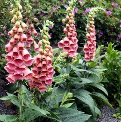 Foxglove mertonensis Potted Strawberry Foxglove Plant