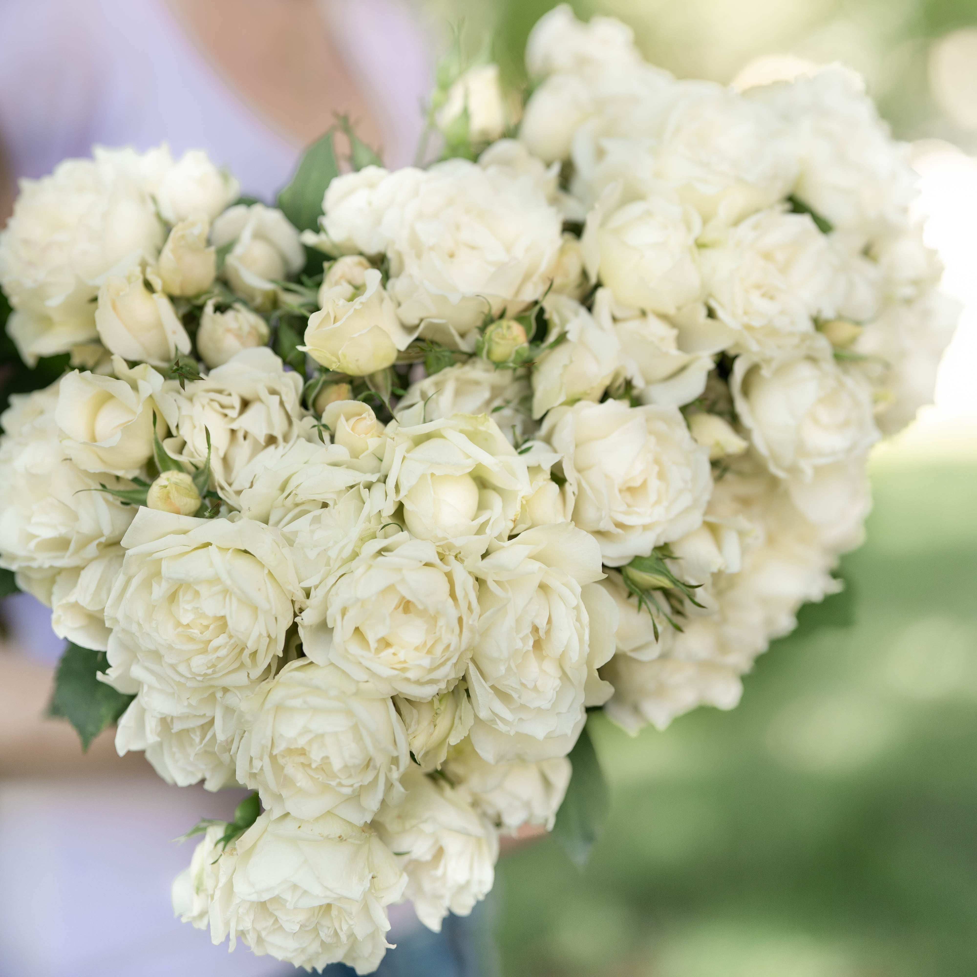 Icecap™ Bare Root Rose Bush