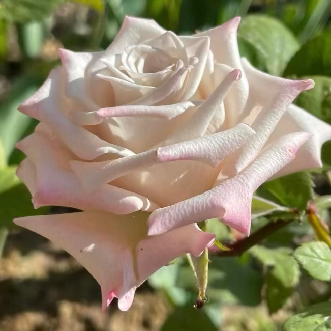 Menta™ Potted Rose Bush