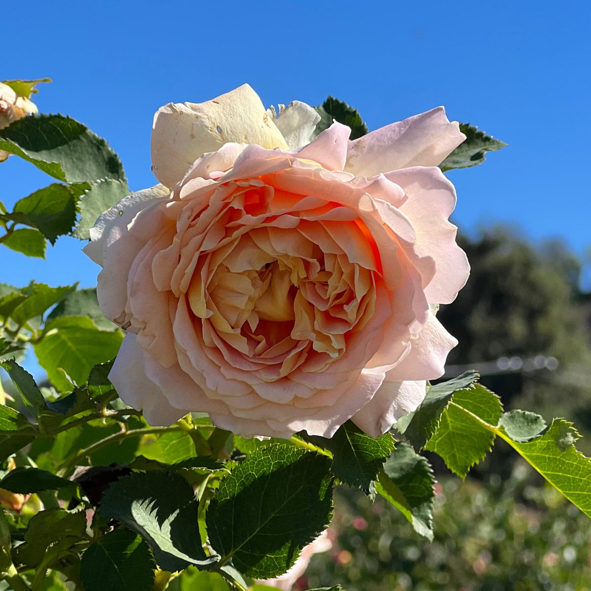 Crazy Love™ Rose Bush