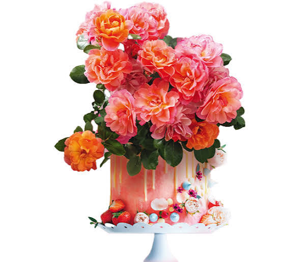 Sugar Candy Rose™ Bare Root Rose Bush