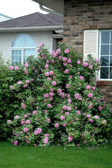 Therese Bugnet Bare Root Rose Bush