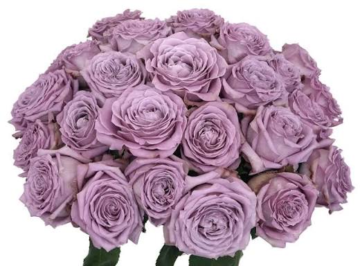 Princess Kaori® Potted Rose Bush